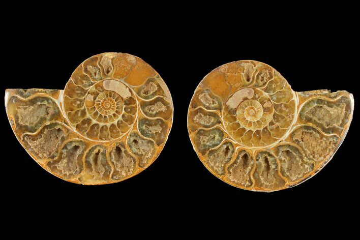 Cut & Polished Agatized Ammonite Fossil- Jurassic #131750